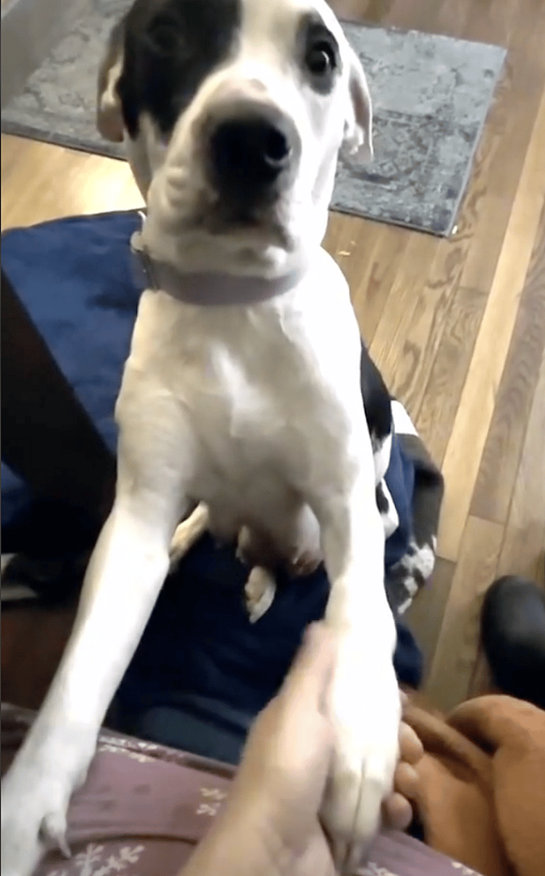 Stray Mama Dog & Her Pup Faced a Freezing Death—Then Fate Stepped In!